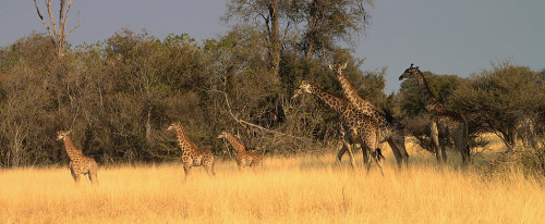 Family of Giraffes crossing open country ift.tt/2MIxh15 by Aussie Nature Pics For more of my
