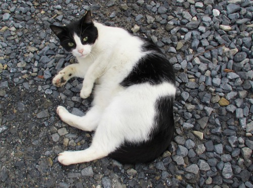 ohnopicturesofanothercat: All I did was talk to this neighborhood kitty a little and it started doin