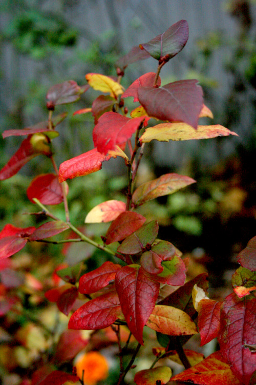 twilightsolo-photography:Blueberry Bush in Autumn ©twilightsolo-photography // Instagram // Pri