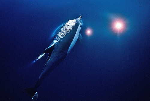 theoceaniswonderful:  Common Dolphin [x][x][x] by fotolen 