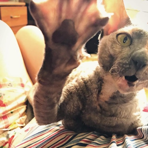 #nophoto please!!!!! #cat #cornish #cornishrex #cornishrexcat (at Solntsevo, Moskva, Russia) https:/