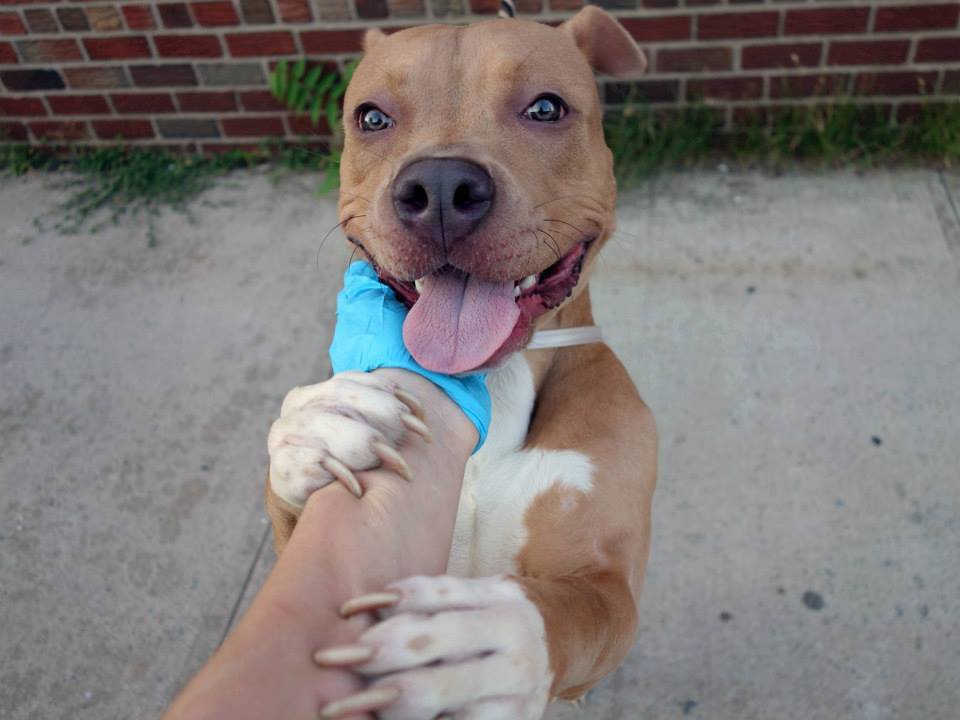 death-row-dogs:  TO BE DESTROYED 06/14/14Brooklyn Center - New YorkRuff ruff, my