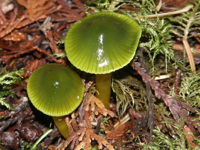 rhamphotheca:  la-mer-qu-voit-danser:  Parrot Waxcap (Hygrocybe psittacina) - native to grassy habitats of Northern Europe, fruiting bodies occur in late summer to mid autumn. 