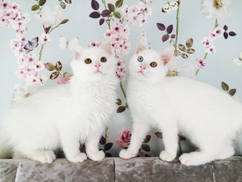 two-white-kitty-brothers: They are growing so big