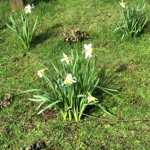 Some White #daffodils Looking A Bit Sad In Spite Of #spring (en Blcherpark, Nordstadt)