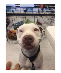 awwww-cute:  This happy guy got adopted at the shelter I work at. (Source: http://ift.tt/1kbrIaK)