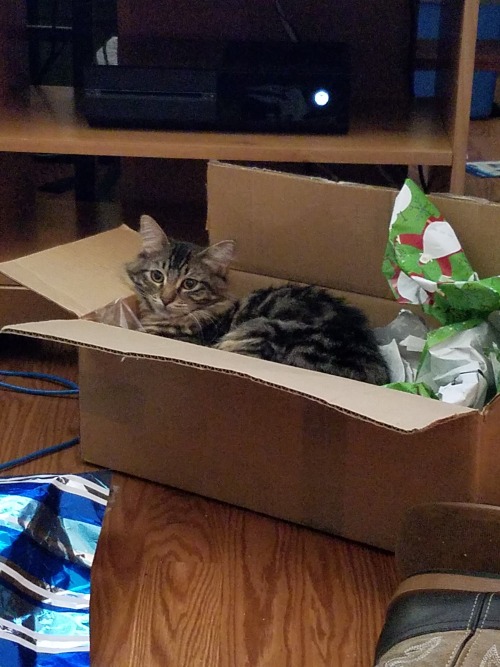 Nyx and Gwyn really enjoyed Christmas.. it meant they end up with a bed of wrapping paper!