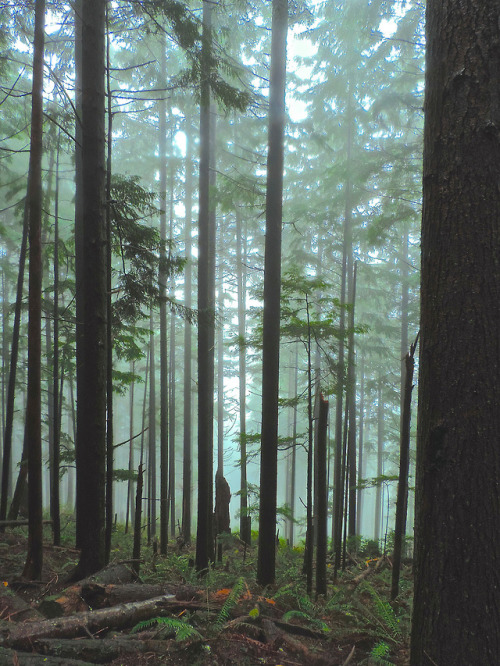 Fog above us by Peter Stevens