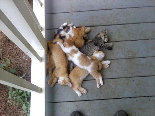 XXX ydrill:  Cats in piles  photo