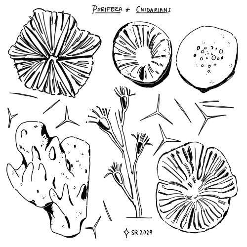 Porifera + Cnidarians