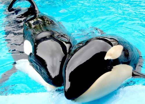 Gender: MalePod: N/APlace of Capture: Born at SeaWorld of TexasDate of Capture: Born February 2, 199