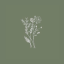 fleurspressees