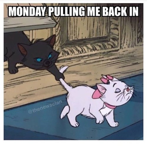 Meow to Monday #stayinyourlane #monday #mood #mondaymadness #mcm #fiercelyflawed #instapic #lol #cat