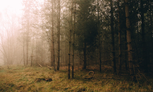 adambenhall:Thetford Forest - 21.04.2019