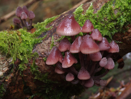 Bleeding bonnetcap - Mycena haematopus. Quite a common little mushroom which exudes a dark red liqui