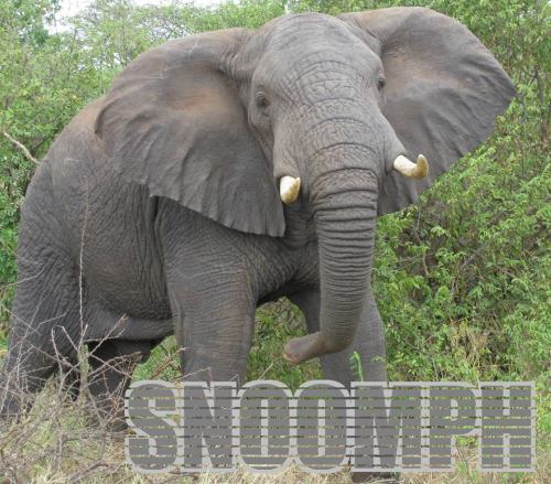 snoomphs, for World Elephant Day