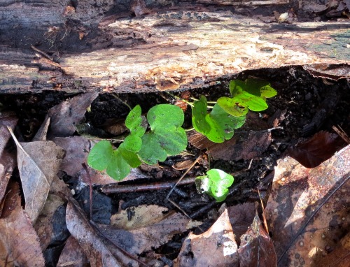 Hepatica, Mitella diphylla, and Impatiens pallida. The woods are awakening!In English, that’s round-