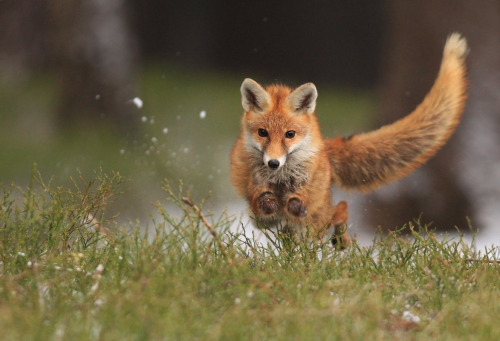 tulipnight:  Fox by Helena Kuchynková 