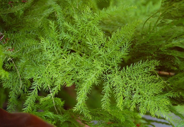 a closup of a species of Asparagus, showing green, branching, featherlike foliage. 