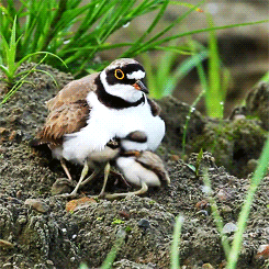 XXX fat-birds:  little ringed plover mama and photo