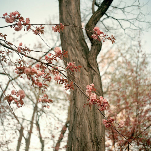 bobbycaputo:  Spring Has Sprung New York City-based photographer Darcy Rogers makes lovely, sweet images of oceans, beaches, spaces and personal objects in square format. She’s also been photographing blossoming branches in spring sunlight. Her series,
