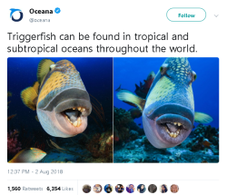 msdecember31st:  gahdamnpunk:  Why this fish just ask me where its hug at  Lmaoooo