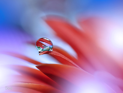 morethanphotography:Prism of Life… by Juliana_Nan