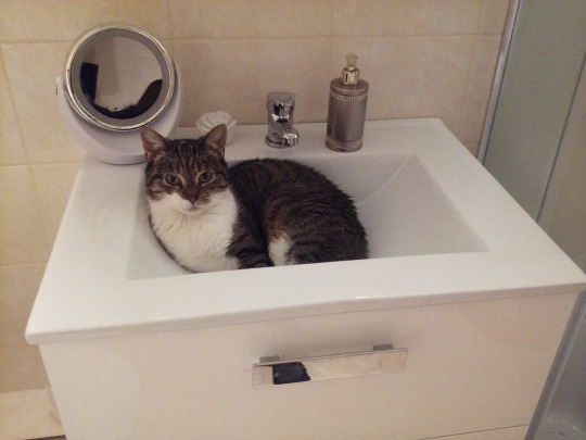 XXX bathtub cat strikes back photo