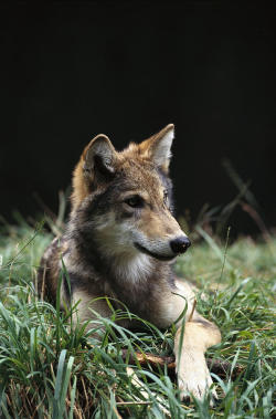 nature-planet: Timber Wolf 