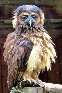 cloudyowl:  Brown Wood Owl by kurt.landolt