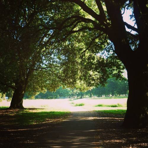 Early morning in Llandaff (at Pontcanna Fields)