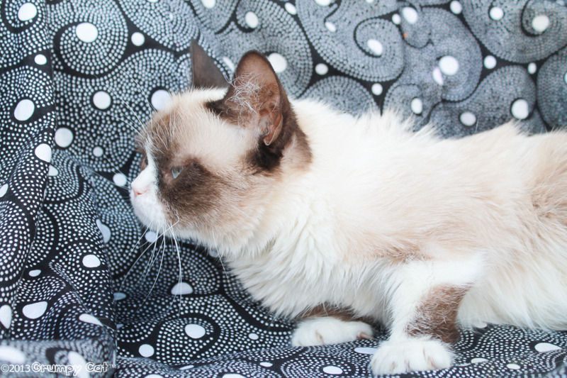 The Daily Grump | August 7, 2013
 Grumpy Cat Grumppuccino is available for pre-sale! Visit www.drinkgrumpycat.com today!