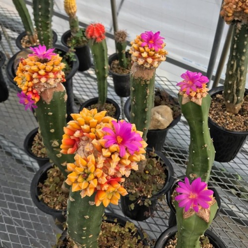 黒牡丹錦 #cactus #サボテン #succulents https://www.instagram.com/p/Bqbv24pHe_1/?utm_source=ig_tumblr_share&a