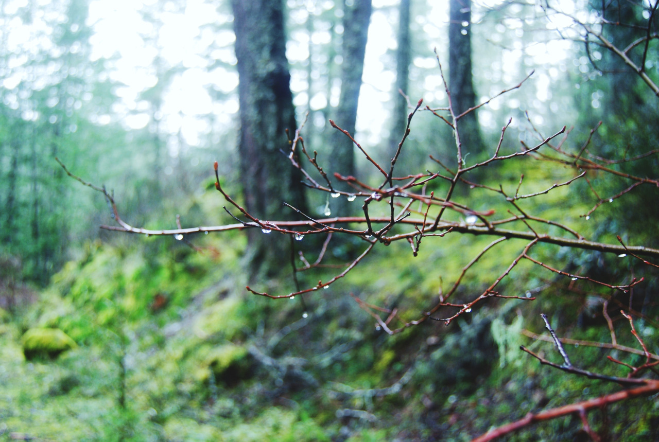 tuaari:  Sooke Potholes - January 2016