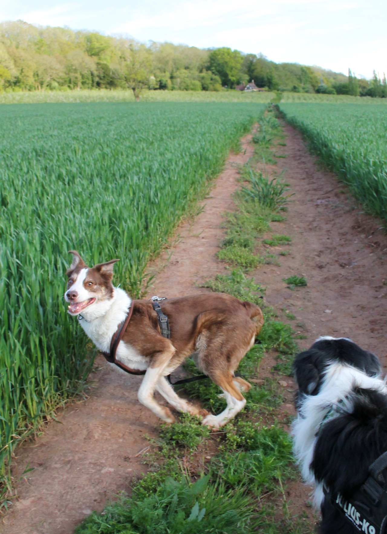 17th May Sunshine!!  Today Barney yelled at me until I let him come with us to the  but the poor guy was pretty stiff &...