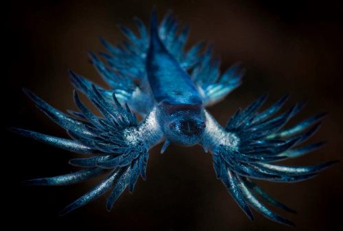 nubbsgalore:  photos by matt smith from the Illawarra coast in new south wales of bluebottles, violet snails and blue dragons.  despite its resemblance to the jellyfish, the bluebottle is more closely related to coral. known as a zooid, the bluebottle