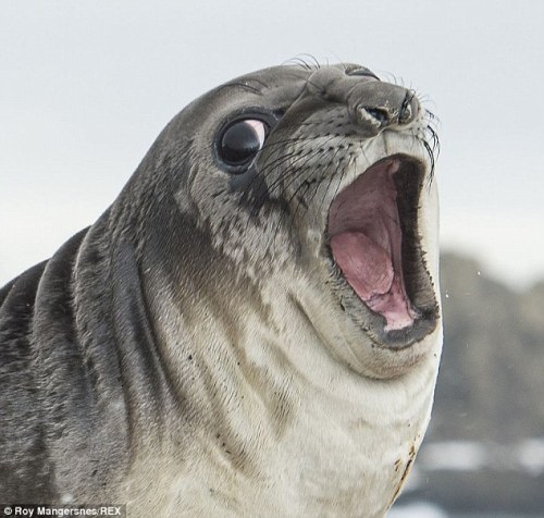 When an elephant seal get pinches by a penguin [link]