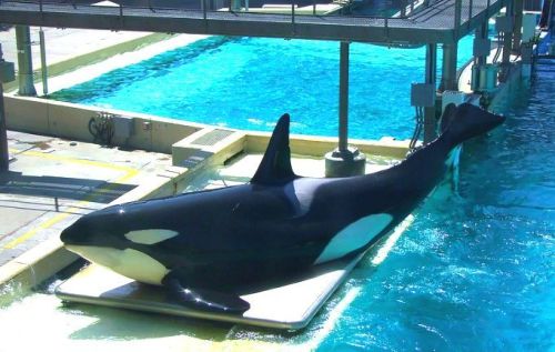 Gender: MalePod: N/APlace of Capture: Born at SeaWorld of CaliforniaDate of Capture: Born on Septemb