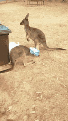 gifsboom:  Video: Australian Guy Saves Kangaroo