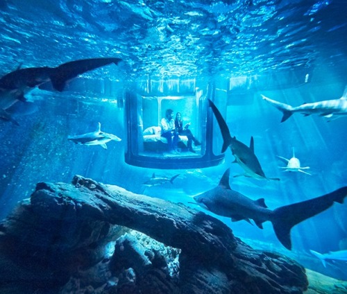 archatlas:    Underwater Shark Suite   Would you sleep in this shark suite? French design agency Ubi Bene has collaborated with airbnb on an underwater accommodation — not suitable for the faint of heart. 360 degree transparent glass walls encircle