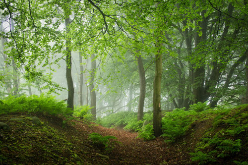 Beech mist 2 by James Mills