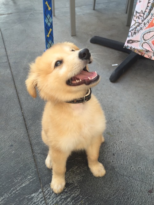 rain-force: cantbetamed: LOOK AT THIS LITTLE BABY CAME INTO MY WORK TODAY