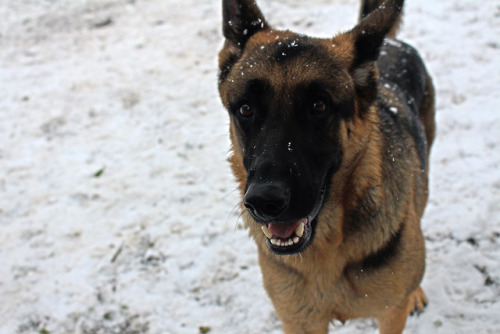 happy snowy boy