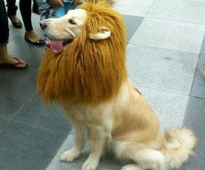 awesomeshityoucanbuy:  Lion Pet WigTurn your dog into the king of the jungle dog park by taking him out while wearing the lion pet wig. The wig – ideally suited for large breed dogs – will make your docile dog look less like Old Yeller and more like