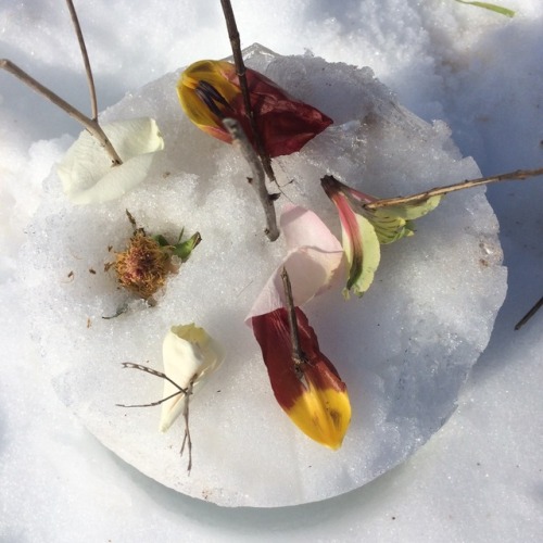 sugar-salt-salt:what the florist’s children play with