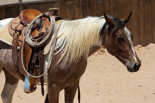 paint-horse-dreamin:  Pete - 2011 Roan Paint Gelding (1) by tanyerhide on Flickr.