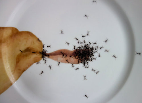 asylum-art:  Porcelain pieces that are infested with hand-painted ants by artistLa Philie  on Etsy German artist Evelyn Bracklow of La Philie decided to combine the elegance of vintage porcelain with the grossness of a horde of ants in a series she calls