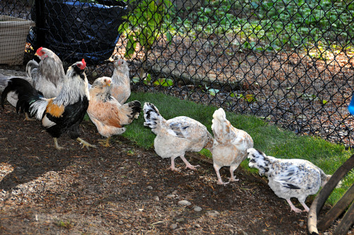 The minute the rains let up the bantams are out and about, inspecting, foraging and critiquing every