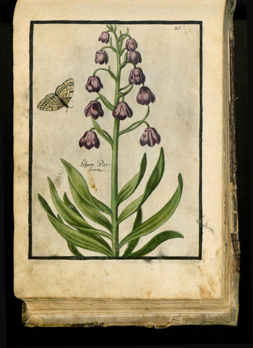 Crispijn de Passe, Hortus Floridus, 1614. Arnhem. Via University Library Sachsen-Anhalt, Germany.