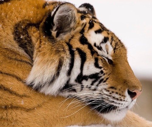 beautiful-wildlife:Sleeping Tiger by Steve Gettle litle cat :-)